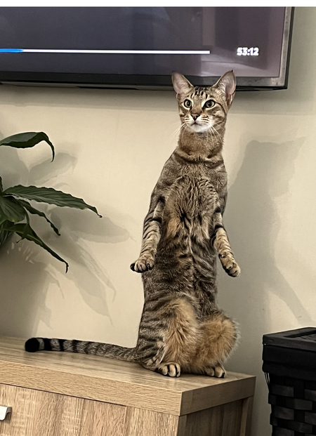 Entry image for Khufu. Clicking this image will show a larger photo