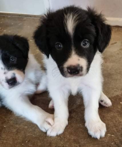 Entry image for Roxy. Clicking this image will show a larger photo