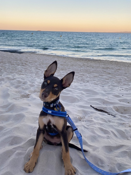 Entry image for Mia. Clicking this image will show a larger photo