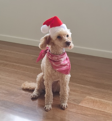 Entry image for Jasmine. Clicking this image will show a larger photo