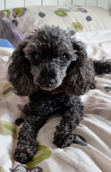 Entry image for Lolly. Clicking this image will show a larger photo