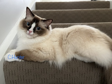 Entry image for Ollie. Clicking this image will show a larger photo