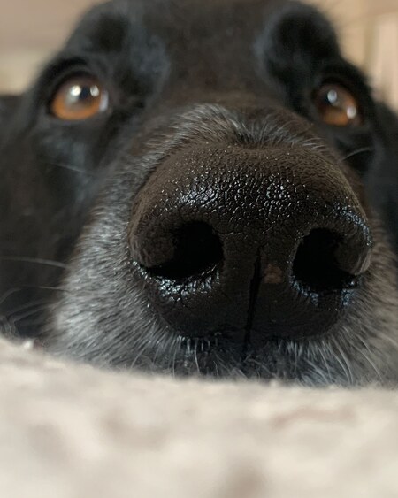 Entry image for Cooper. Clicking this image will show a larger photo