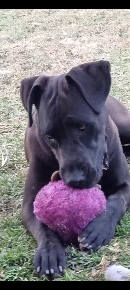 Entry image for Gypsy. Clicking this image will show a larger photo