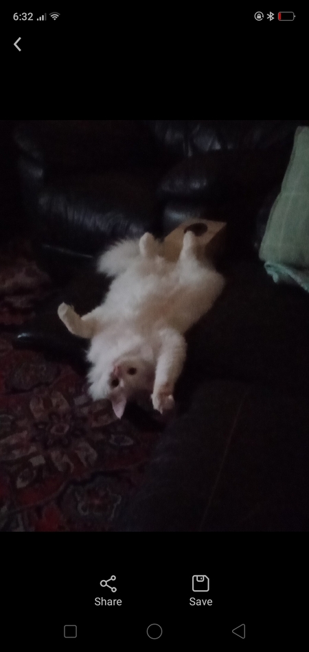 Entry image for Ace. Clicking this image will show a larger photo