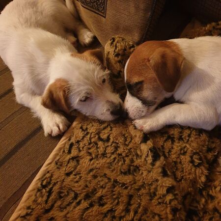 Entry image for Max and Jacko. Clicking this image will show a larger photo