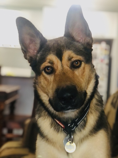 Entry image for Sabre. Clicking this image will show a larger photo