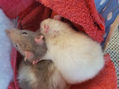 Entry image for Smudge and Ruby. Clicking this image will show a larger photo