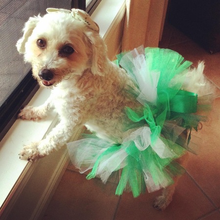 Entry image for Princess. Clicking this image will show a larger photo