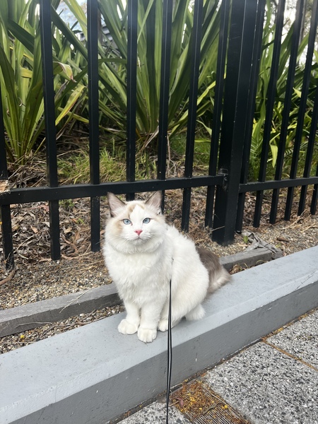 Entry image for Milo. Clicking this image will show a larger photo