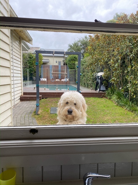 Entry image for Charlie . Clicking this image will show a larger photo