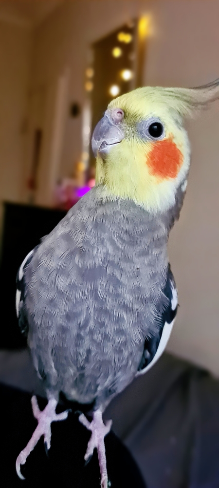 Pearl
