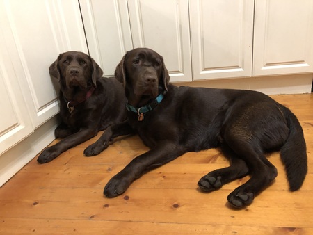 Entry image for Oliver and Oscar. Clicking this image will show a larger photo