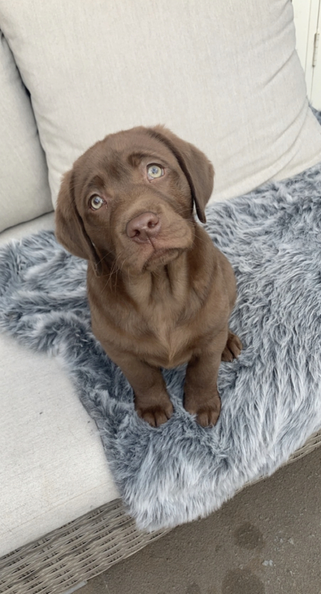 Entry image for Teddy. Clicking this image will show a larger photo