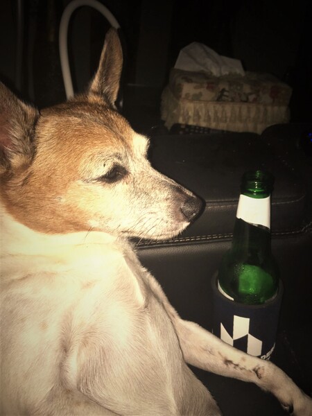 Entry image for Dixie. Clicking this image will show a larger photo