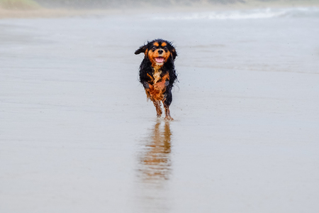 Entry image for Spinifex. Clicking this image will show a larger photo