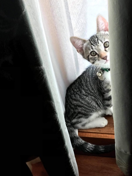 Entry image for Apollo . Clicking this image will show a larger photo