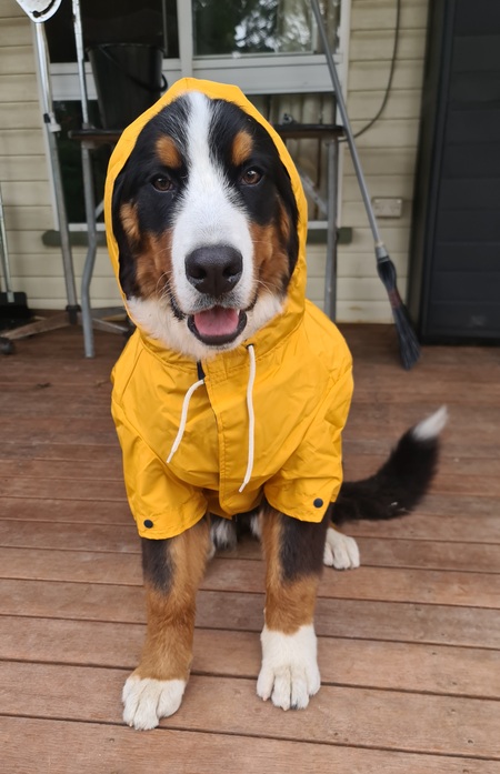 Entry image for Milla. Clicking this image will show a larger photo