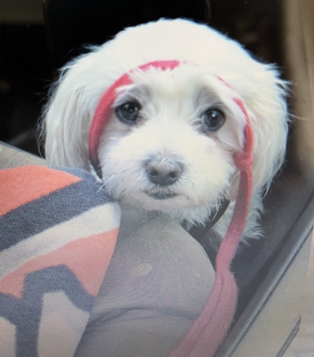 Entry image for Buddy . Clicking this image will show a larger photo