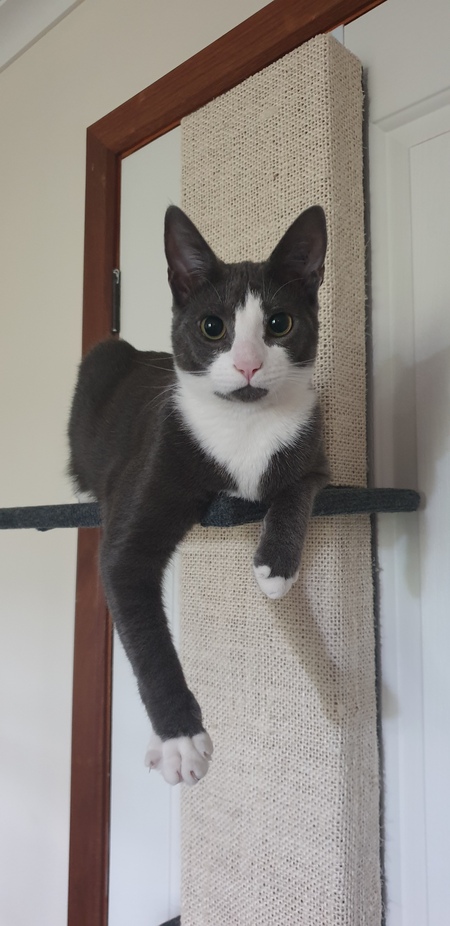 Entry image for Claude Augustus Theodore . Clicking this image will show a larger photo