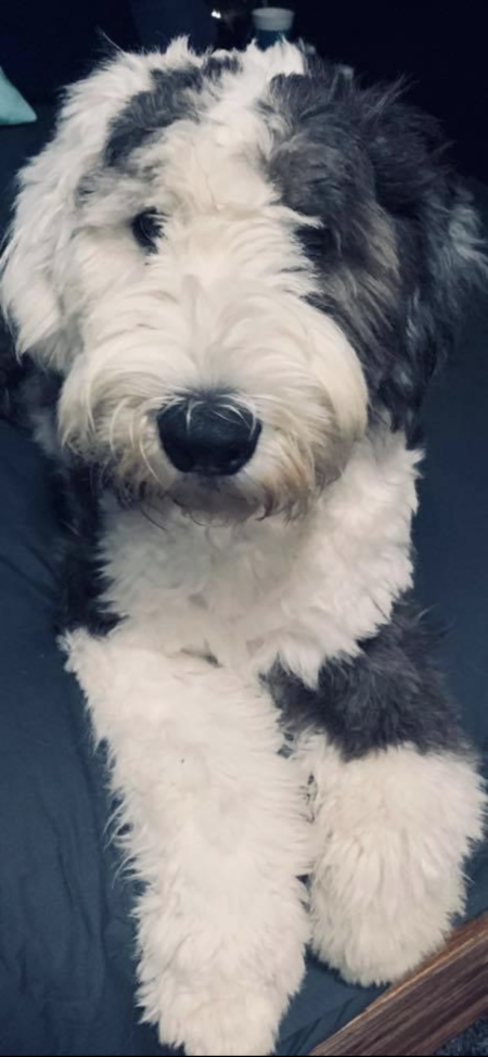 Entry image for Storm. Clicking this image will show a larger photo