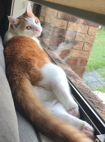 Entry image for Grizzly. Clicking this image will show a larger photo