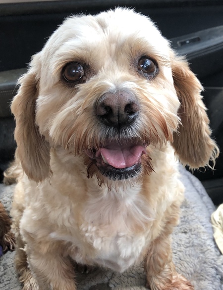 Entry image for Billy. Clicking this image will show a larger photo