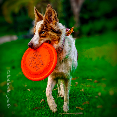 Entry image for Aoifé. Clicking this image will show a larger photo