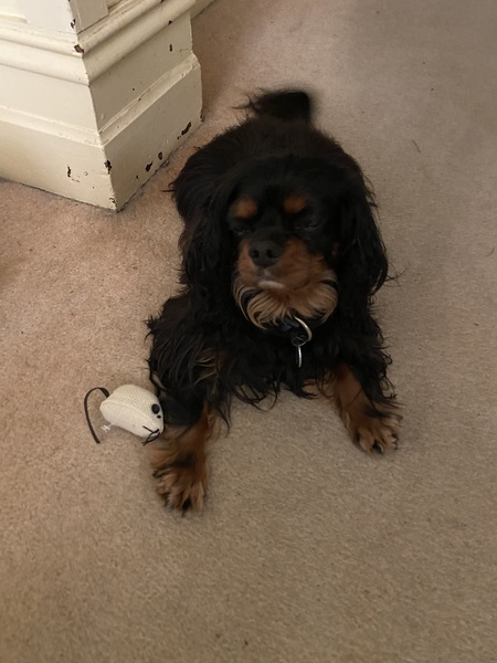 Entry image for Oscar. Clicking this image will show a larger photo