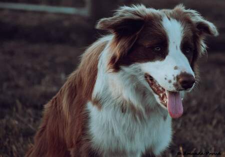 Entry image for Dodge. Clicking this image will show a larger photo