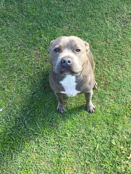 Entry image for Bear. Clicking this image will show a larger photo