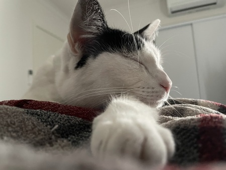 Entry image for Cookie. Clicking this image will show a larger photo