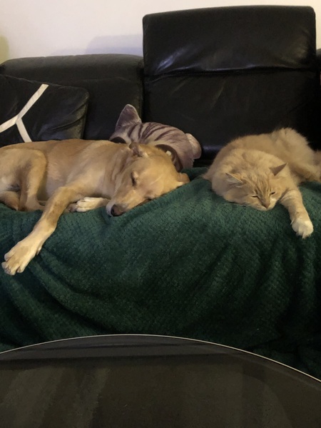 Entry image for Jordan (& Kobe). Clicking this image will show a larger photo