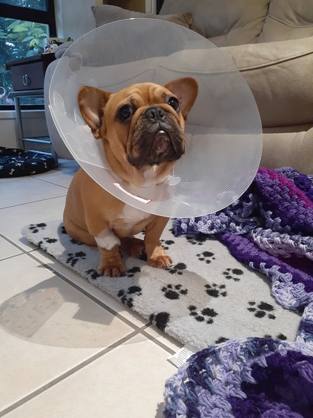 Entry image for Buster. Clicking this image will show a larger photo