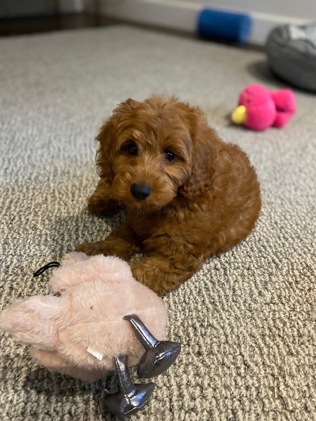 Entry image for Taffy. Clicking this image will show a larger photo