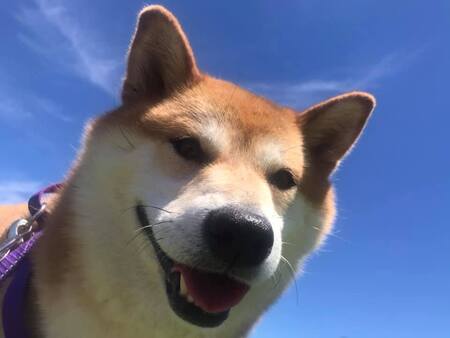 Entry image for Kiko. Clicking this image will show a larger photo