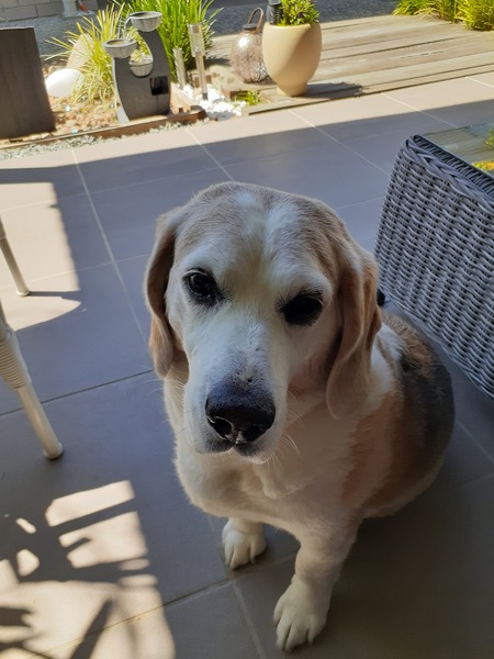 Entry image for FRED. Clicking this image will show a larger photo