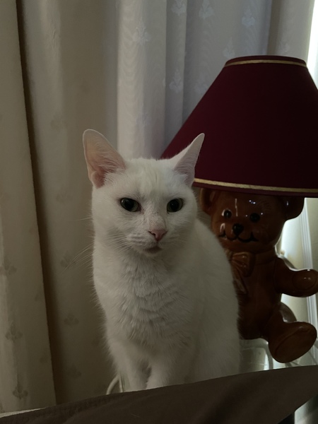 Entry image for Winnie. Clicking this image will show a larger photo