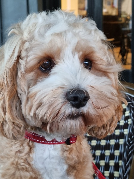 Entry image for Oscar. Clicking this image will show a larger photo