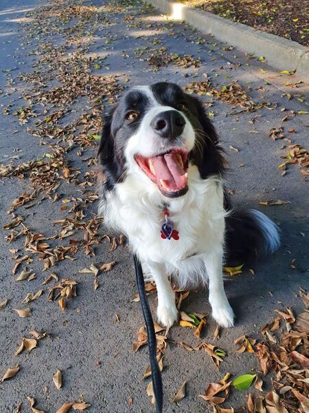 Entry image for Wally. Clicking this image will show a larger photo