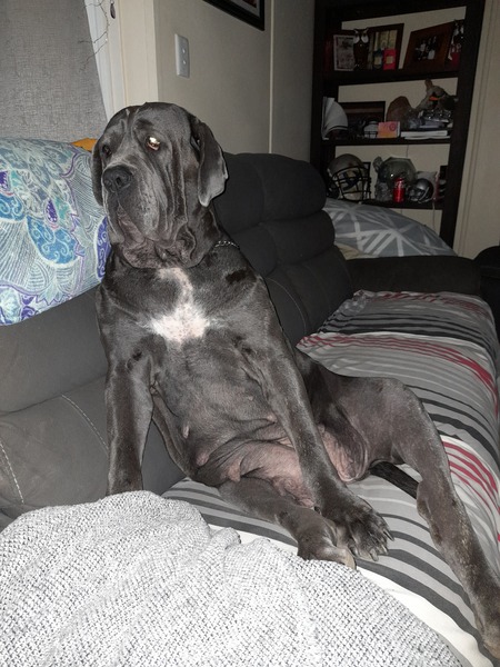 Entry image for Pepper. Clicking this image will show a larger photo