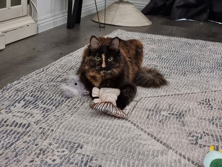 Entry image for Aurora. Clicking this image will show a larger photo