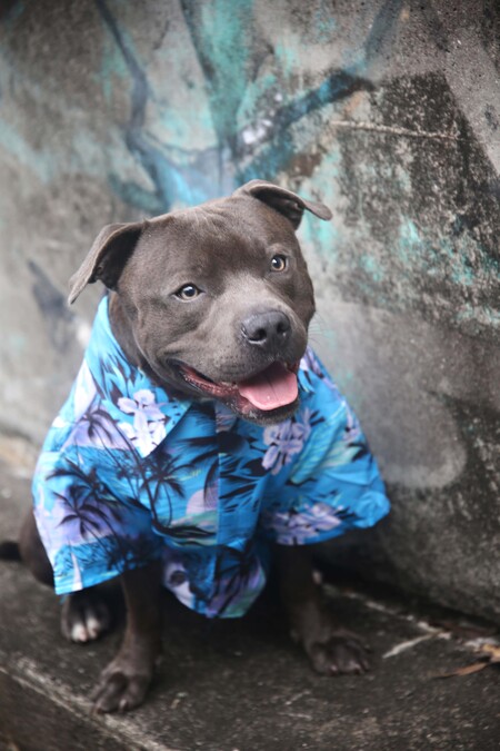 Entry image for Bodhi Devon. Clicking this image will show a larger photo