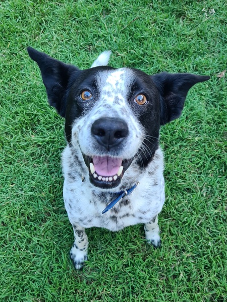 Entry image for Bandit. Clicking this image will show a larger photo