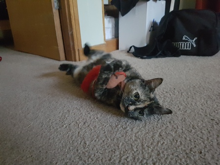 Entry image for Hazel. Clicking this image will show a larger photo