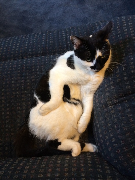 Entry image for Pepper. Clicking this image will show a larger photo