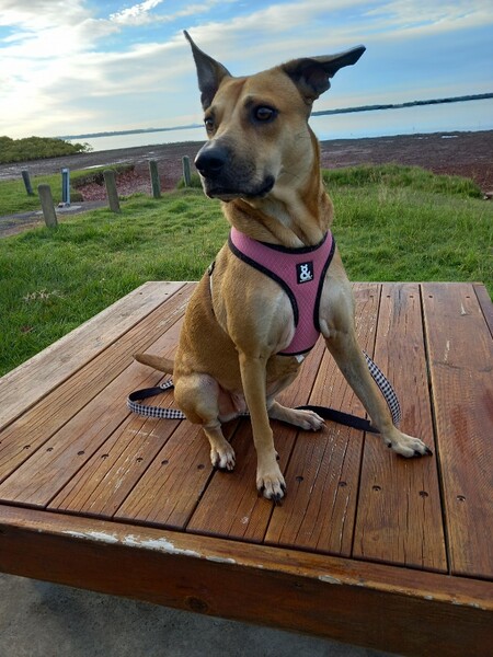 Entry image for Tinkerbell . Clicking this image will show a larger photo