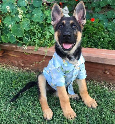 Entry image for Yogi. Clicking this image will show a larger photo