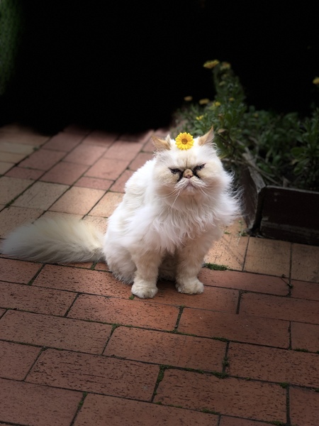 Entry image for Pepe . Clicking this image will show a larger photo