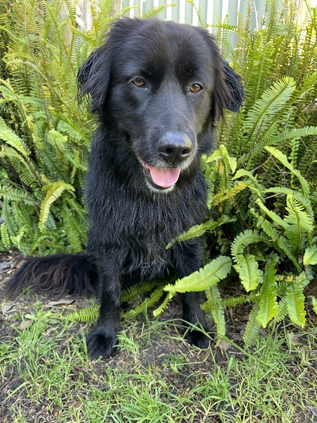 Entry image for Luna. Clicking this image will show a larger photo